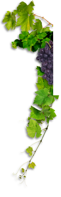left vine