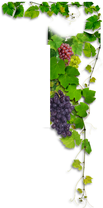 right vine